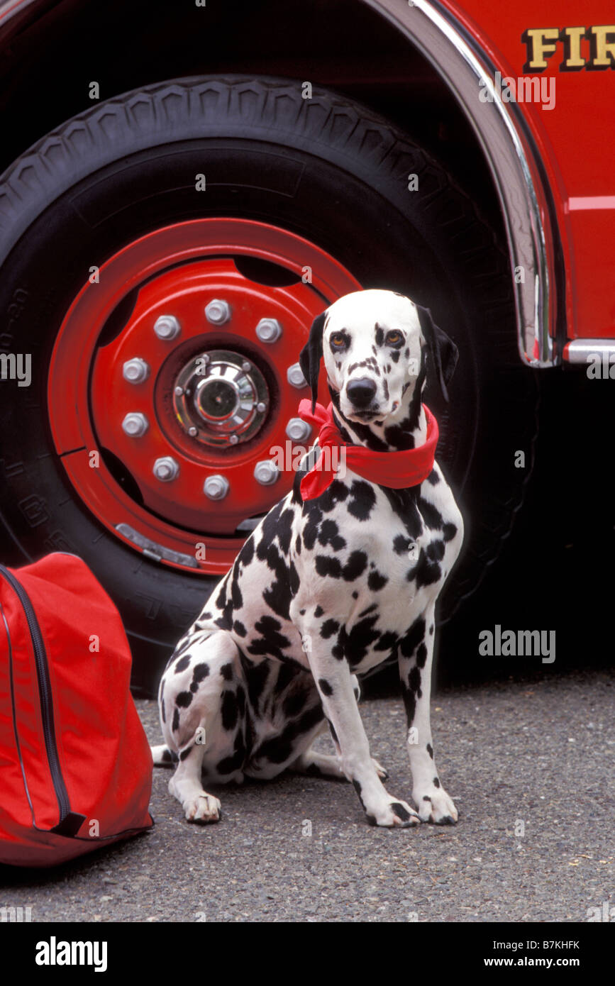 dalmation fire truck