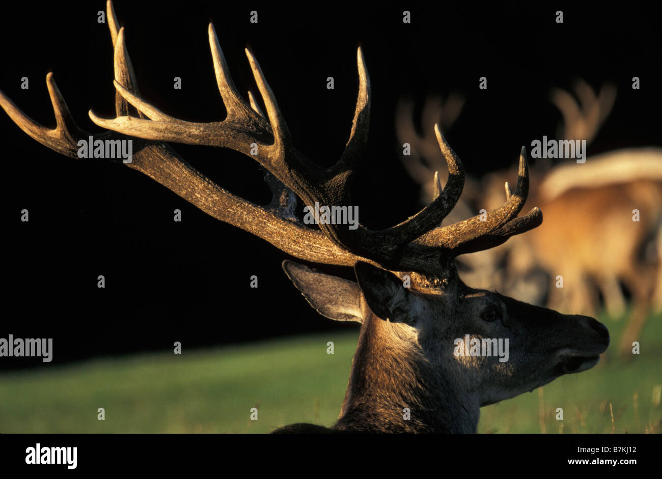 Cerf rouge Red Deer Cervus elaphus Artiodactyla Cerf élaphe Cervidae Edelhirsch Europa Europe Hirsche Huftiere Kopf Maennchen Ma Stock Photo