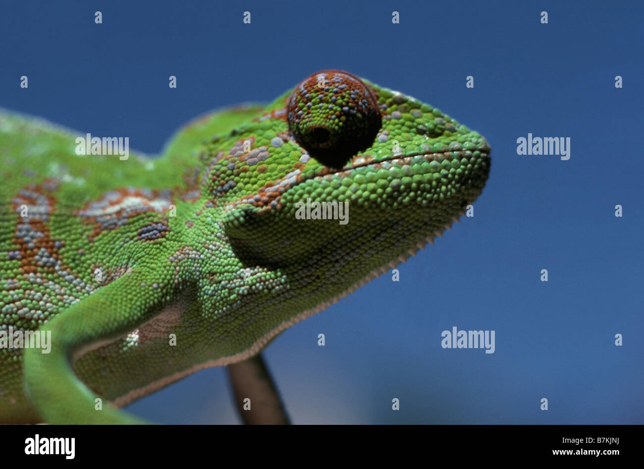 cameleon CHAMELEON MADAGASCAR Chamaeleon Chamaeleons Nature Sauria animal animals carnivore carnivores carnivorous chameleon cha Stock Photo