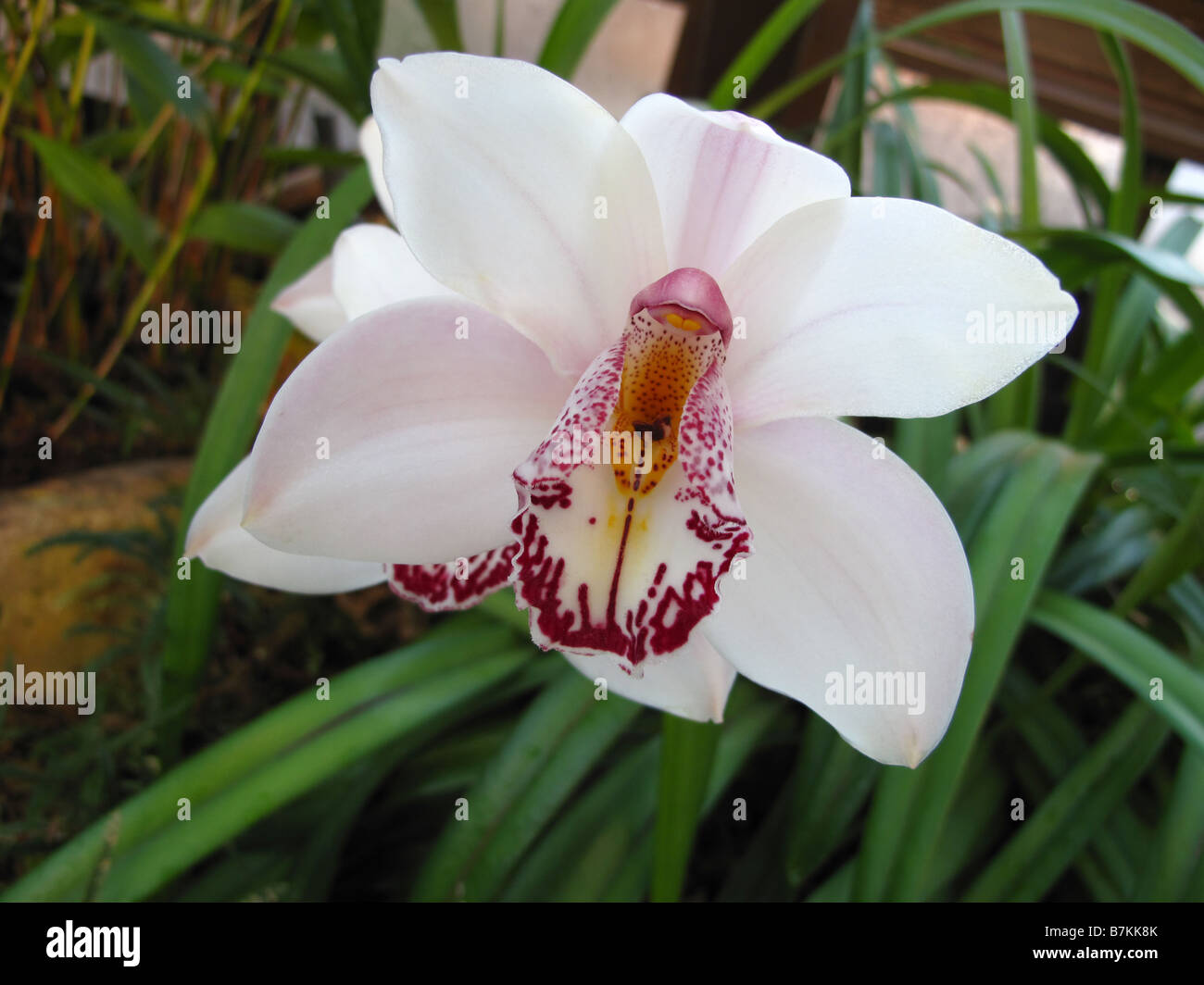 Genus orchid species hi-res stock photography and images - Alamy