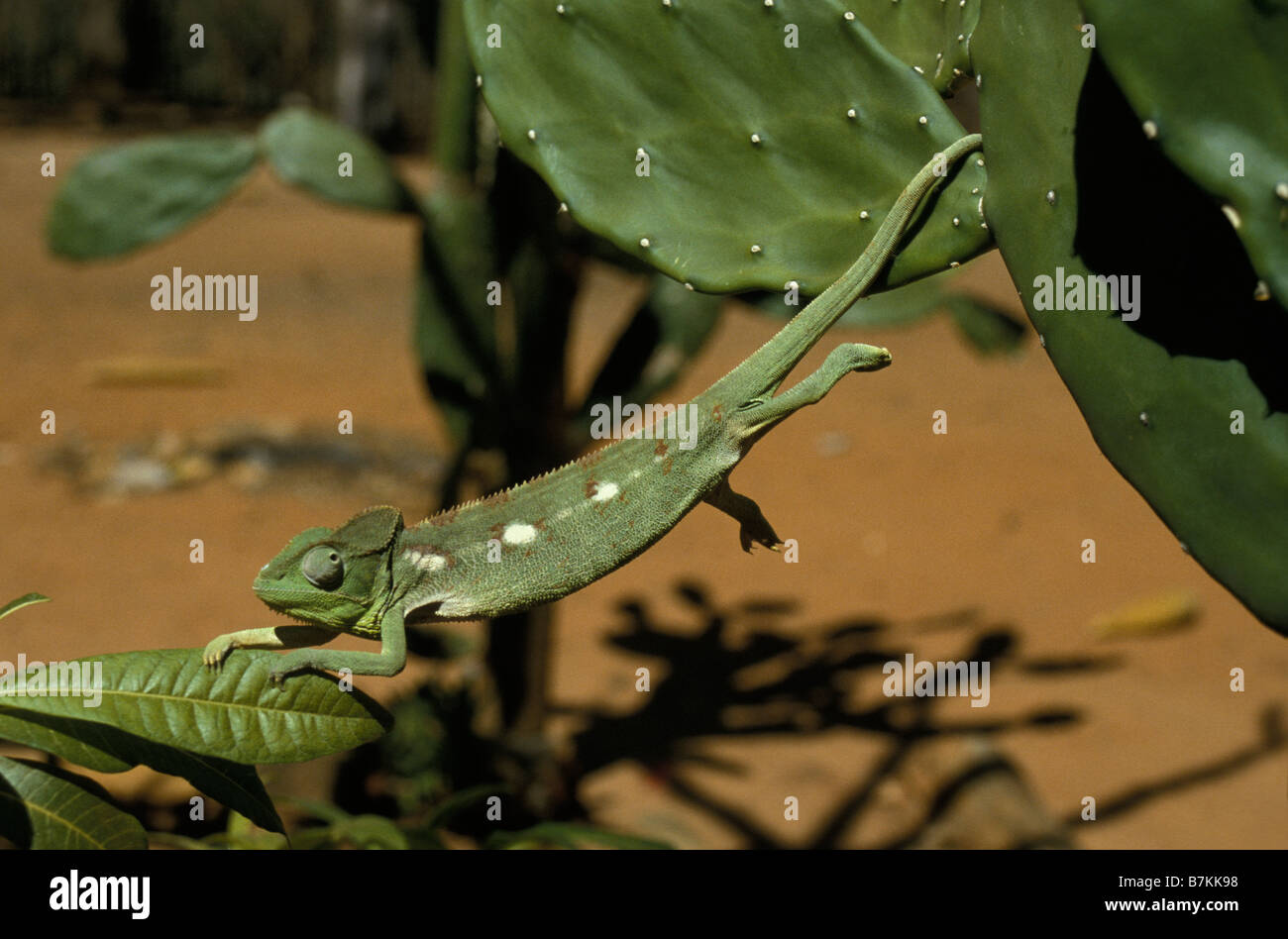 cameleon CHAMELEON MADAGASCAR Chamaeleon Chamaeleons Nature Sauria animal animals carnivore carnivores carnivorous chameleon cha Stock Photo