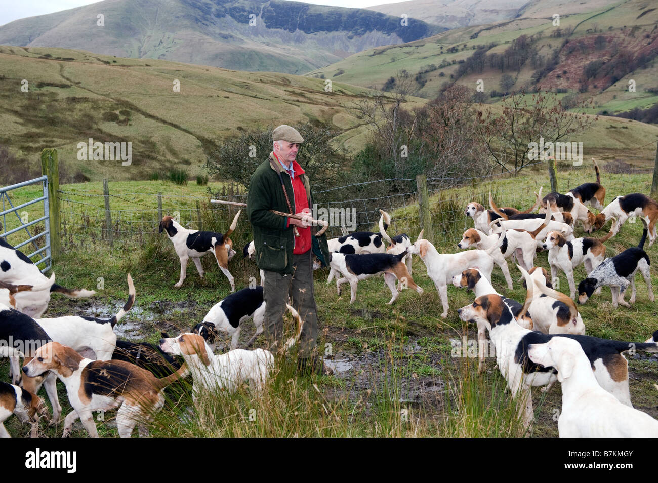 Huntsman with pack of Fell Hounds used for fox hunting Now used for
