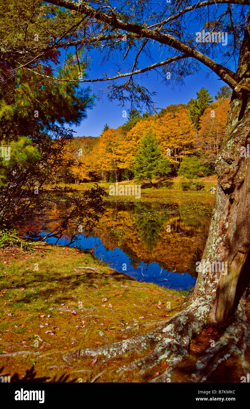 North american trees hires stock photography and images Alamy