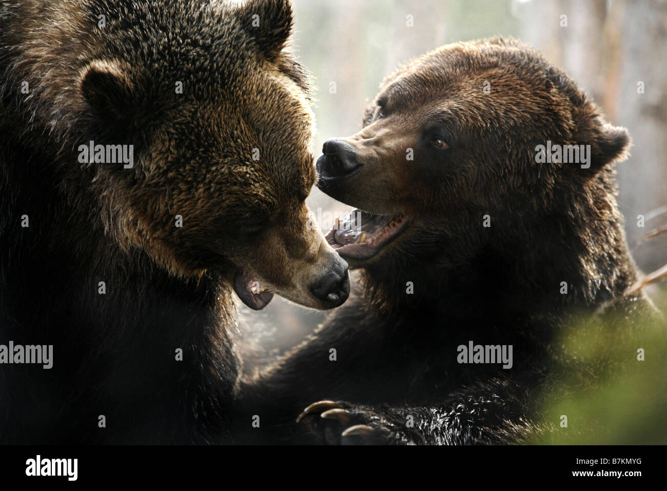 Grizzly Bears, Grouse Mountain Refuge, North Vancouver, British Columbia, Canada Stock Photo