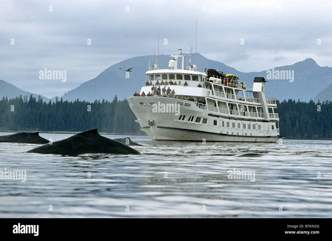 Whale watching boat and whales, Southeast Alaska Stock Photo
