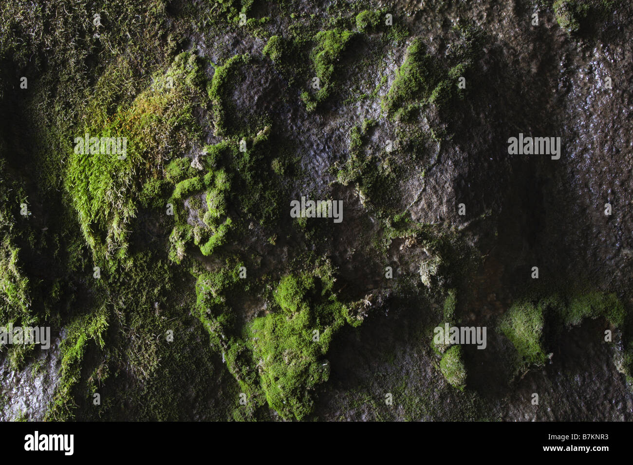 backgroud of ashlar masonry overgrown with mosses because of moisture Stock Photo