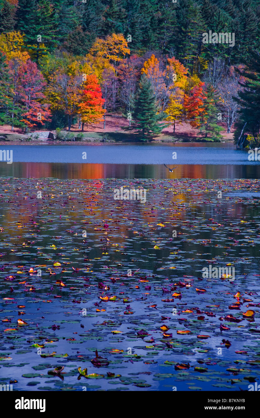 American lake trout hires stock photography and images Alamy