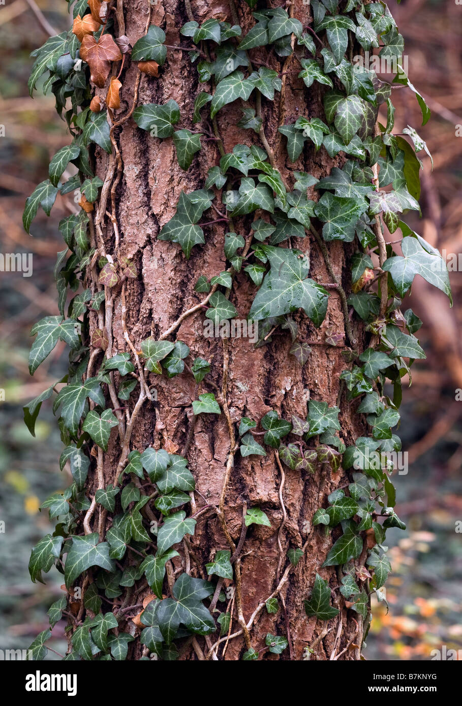 Ivy Stock Photo