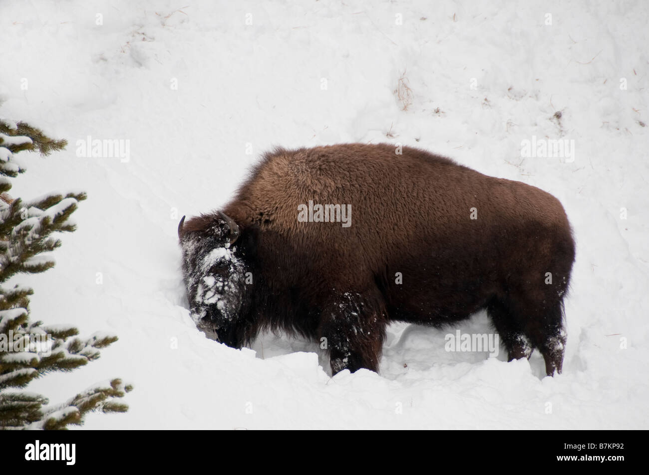 American bison [Bison bison] besid the road near Canyon Village, winter, Yellowstone National Park, Wyoming. Stock Photo