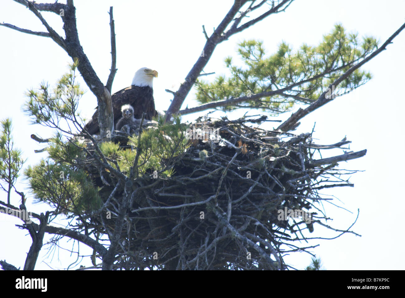 Bald Eagle In A Tree Hi res Stock Photography And Images Alamy