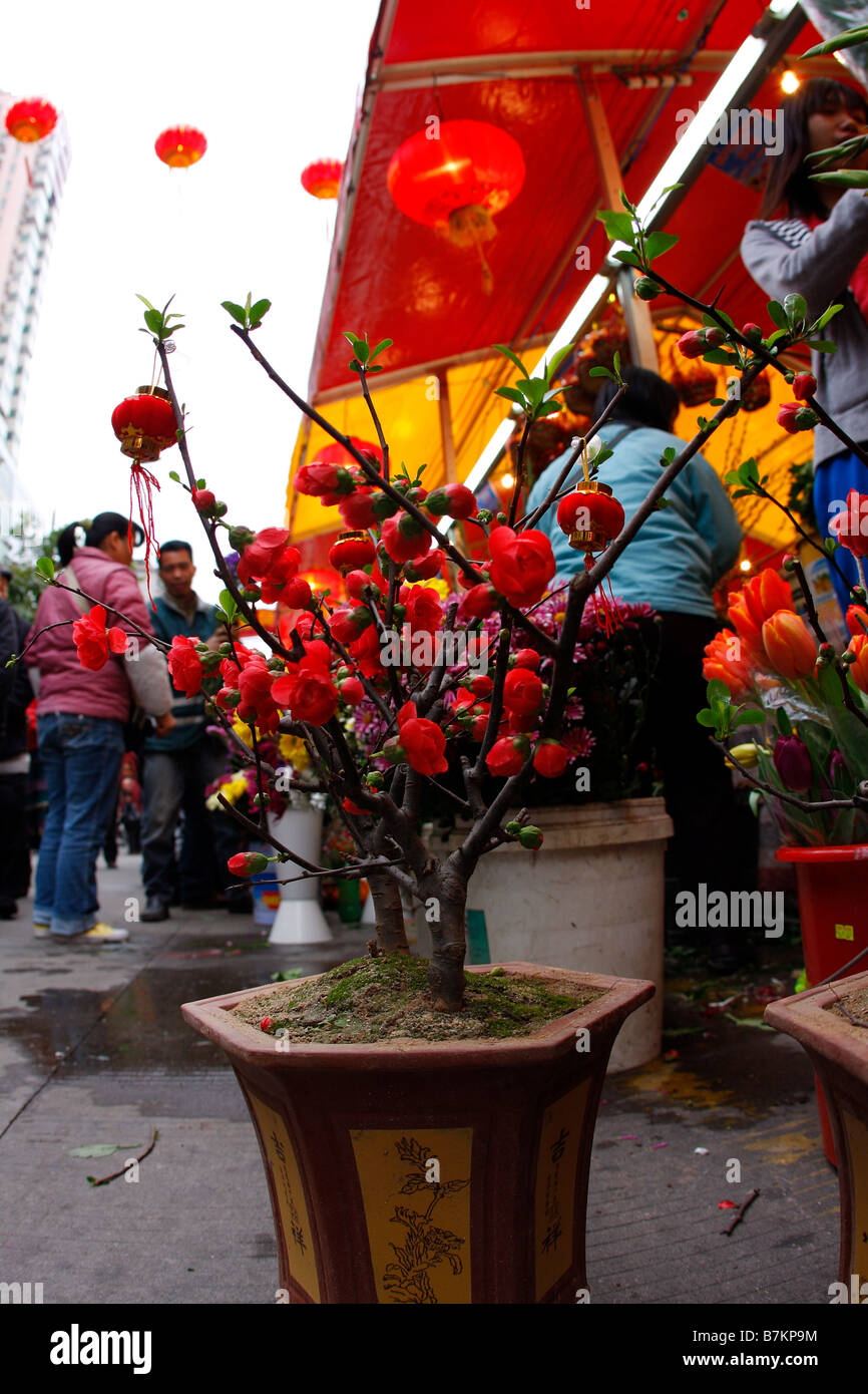 Lucky Chinese plant on sell in front of stall at Flower Market durring Chinese New Year Stock Photo