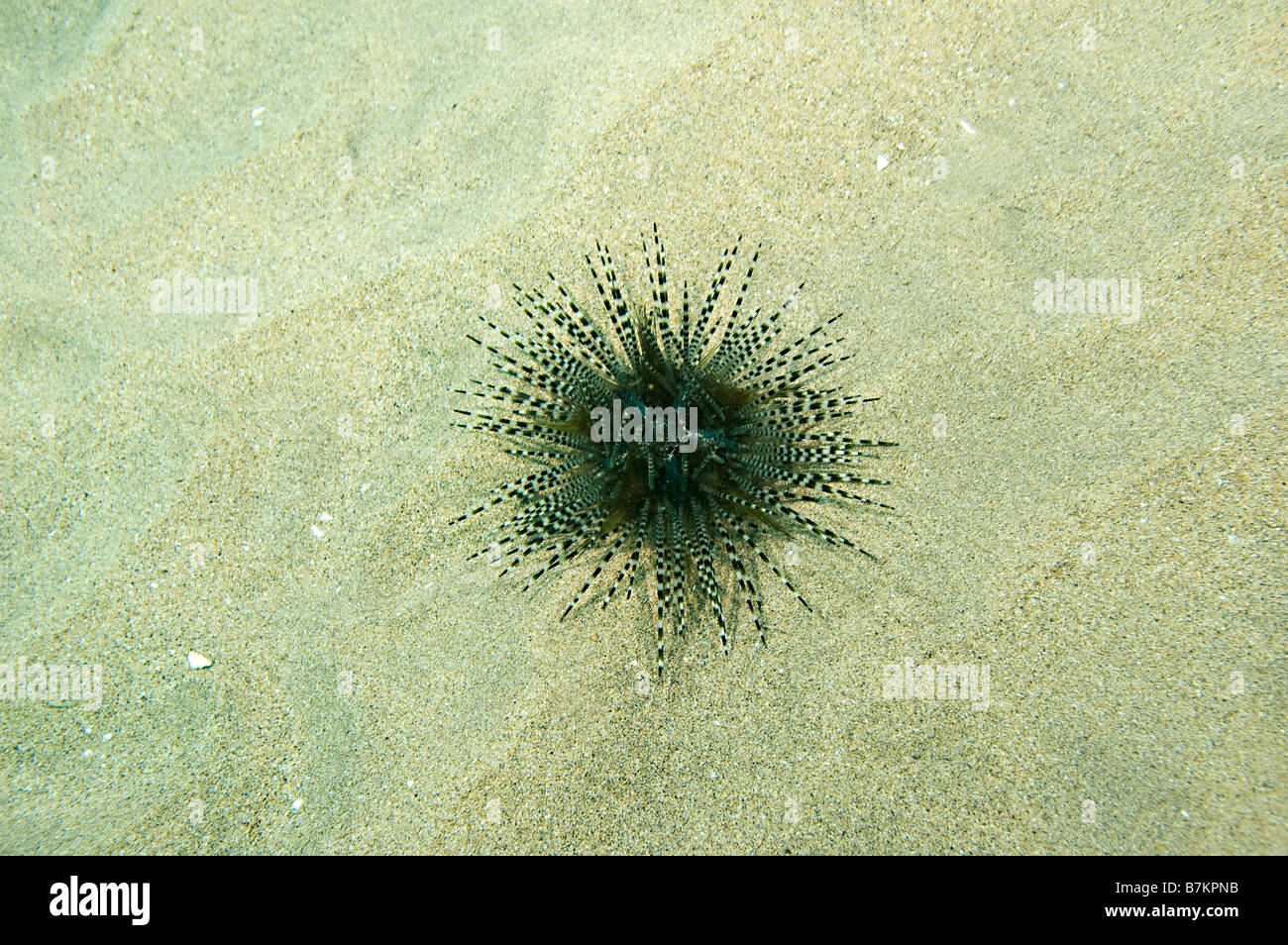 single banded black and white urchin in sand Stock Photo