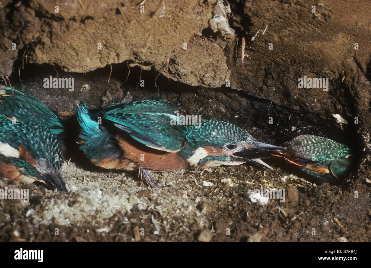 Underground in a Kingfishers nest Stock Photo Alamy