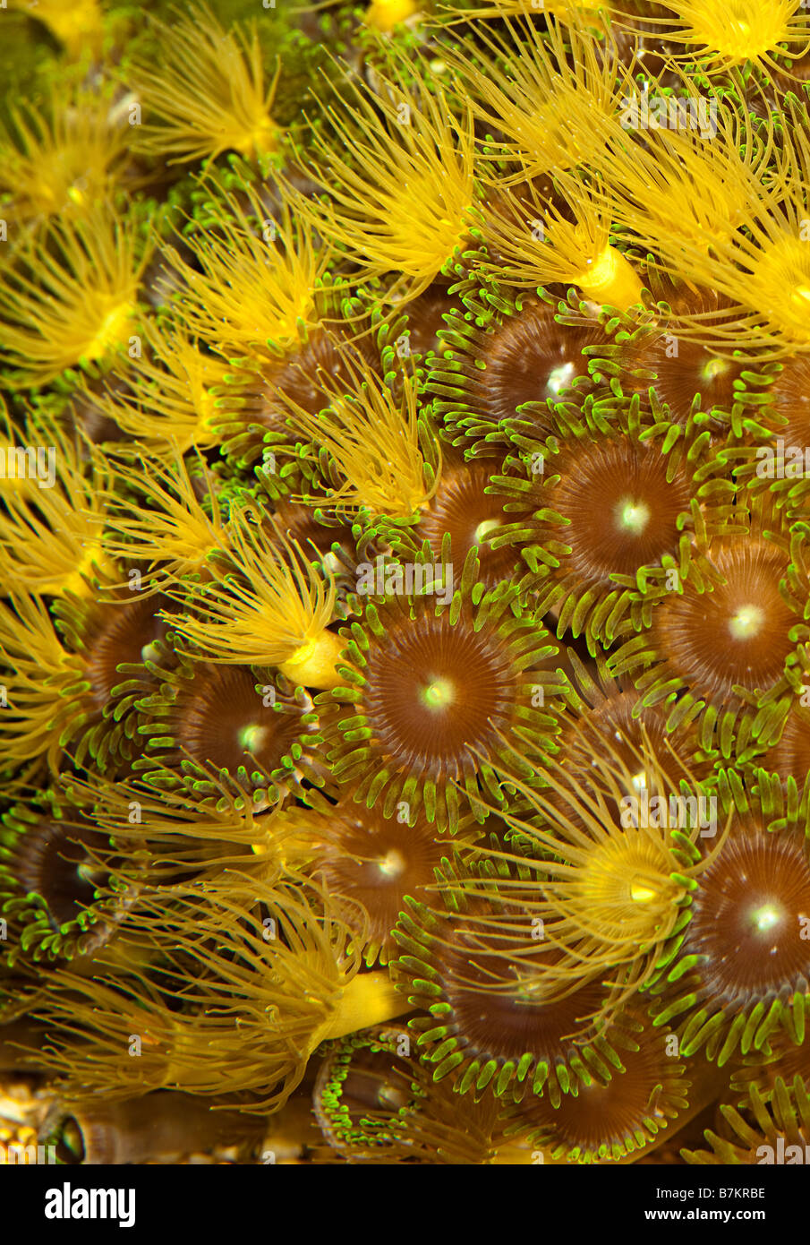Feeding zoanthid polyps on marine reef Stock Photo Alamy