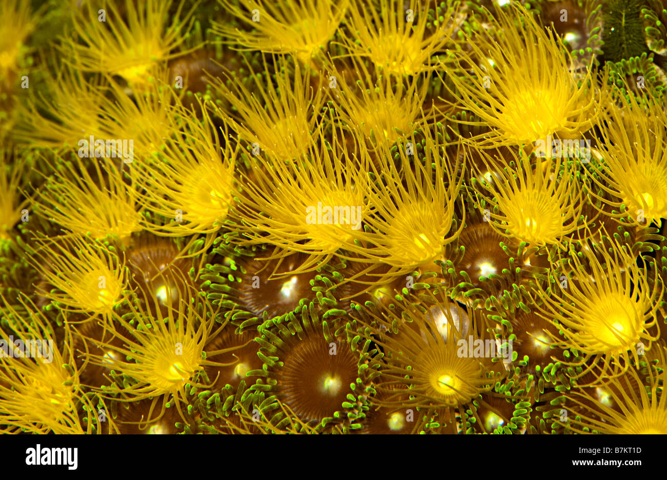 Feeding zoanthid polyps on marine reef Stock Photo