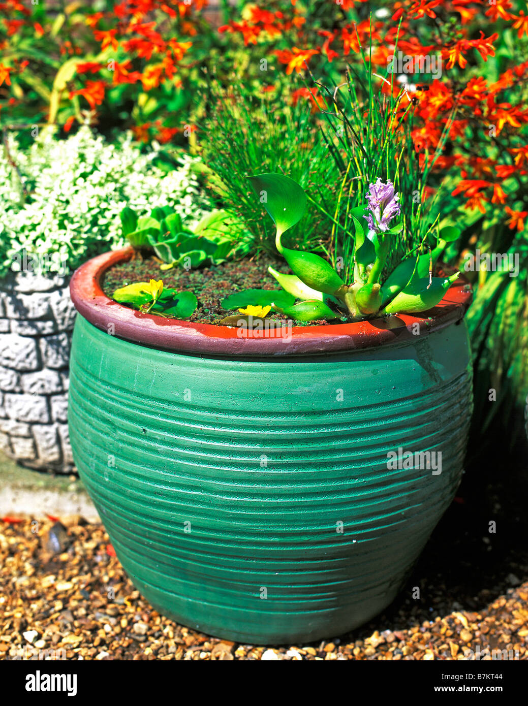 PATIO FEATURE USING CERAMIC POT PLANTED WITH WATER PLANTS Stock Photo