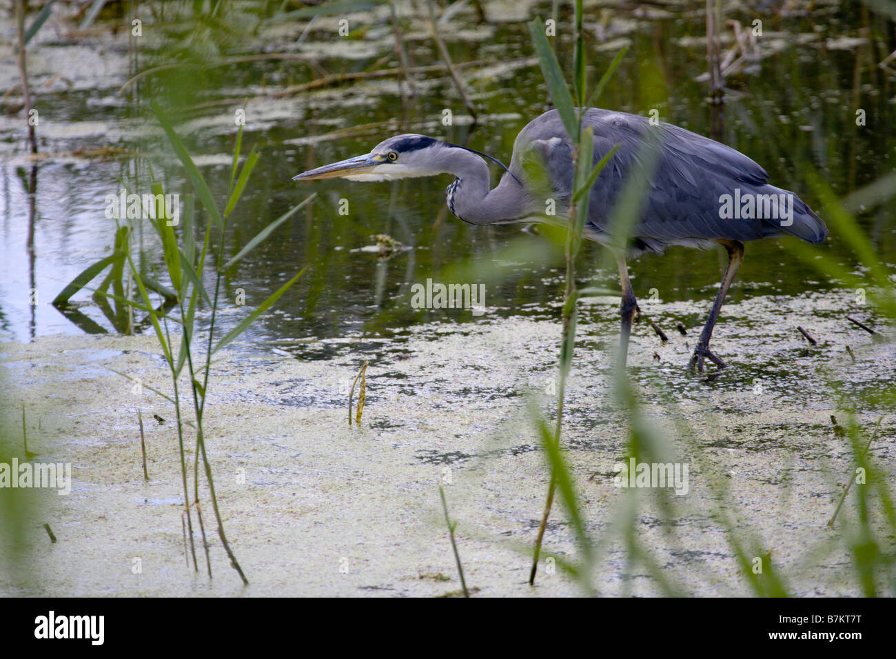 Grey Heron stalking prey amongst reeds Stock Photo