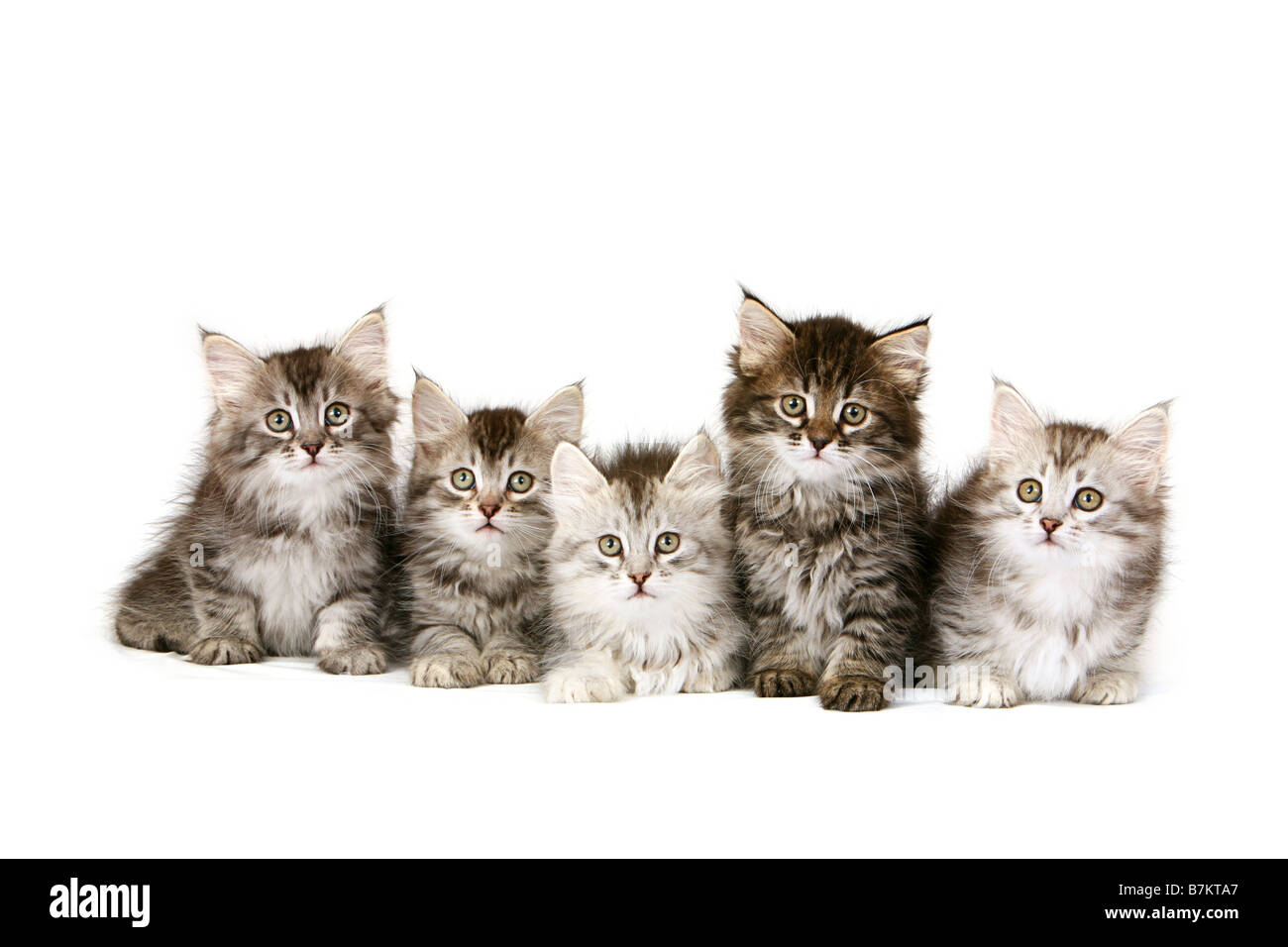Litter of five Siberian Forest kittens on white background Stock Photo
