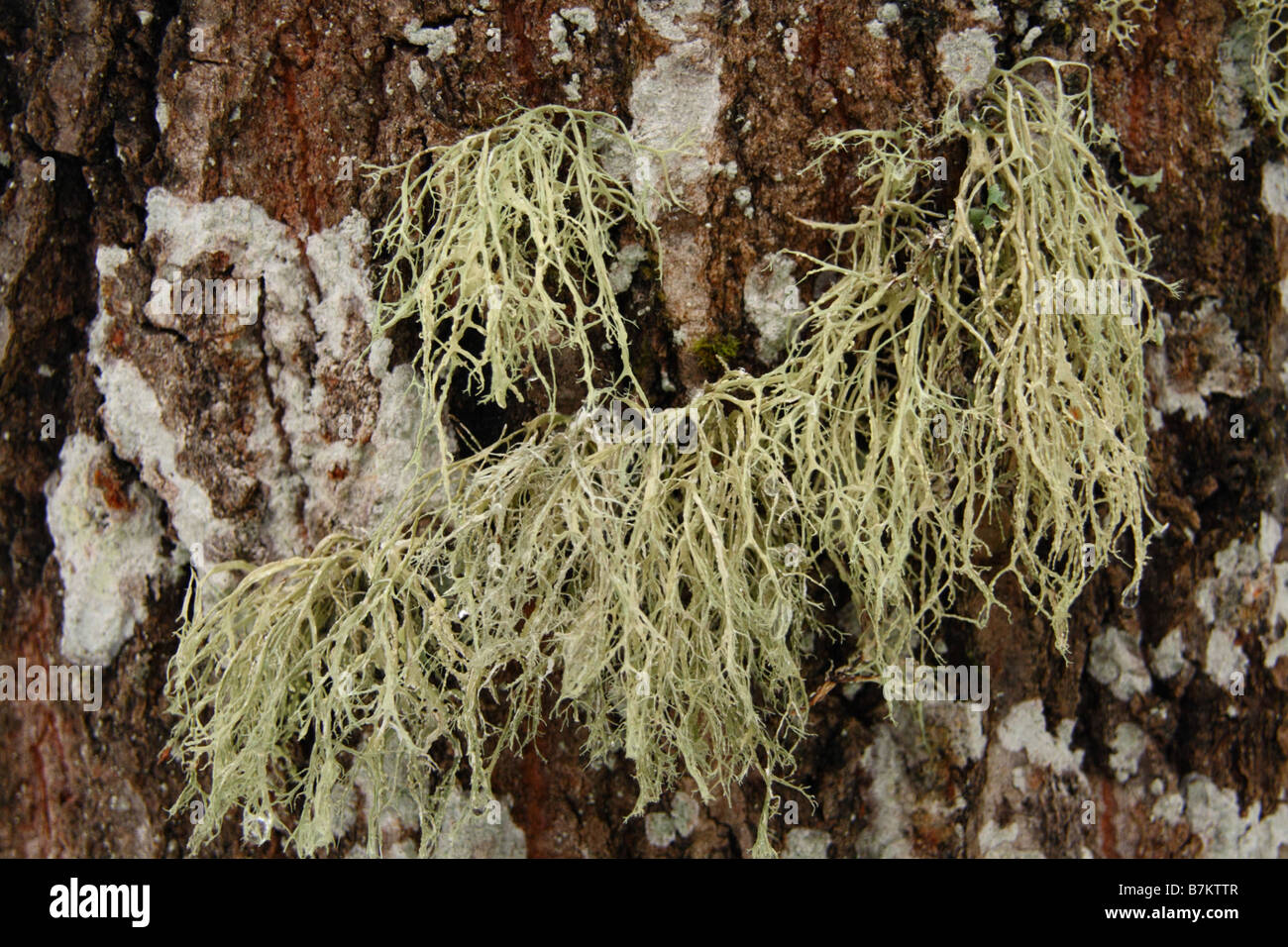 Moth growing on a tree Stock Photo - Alamy