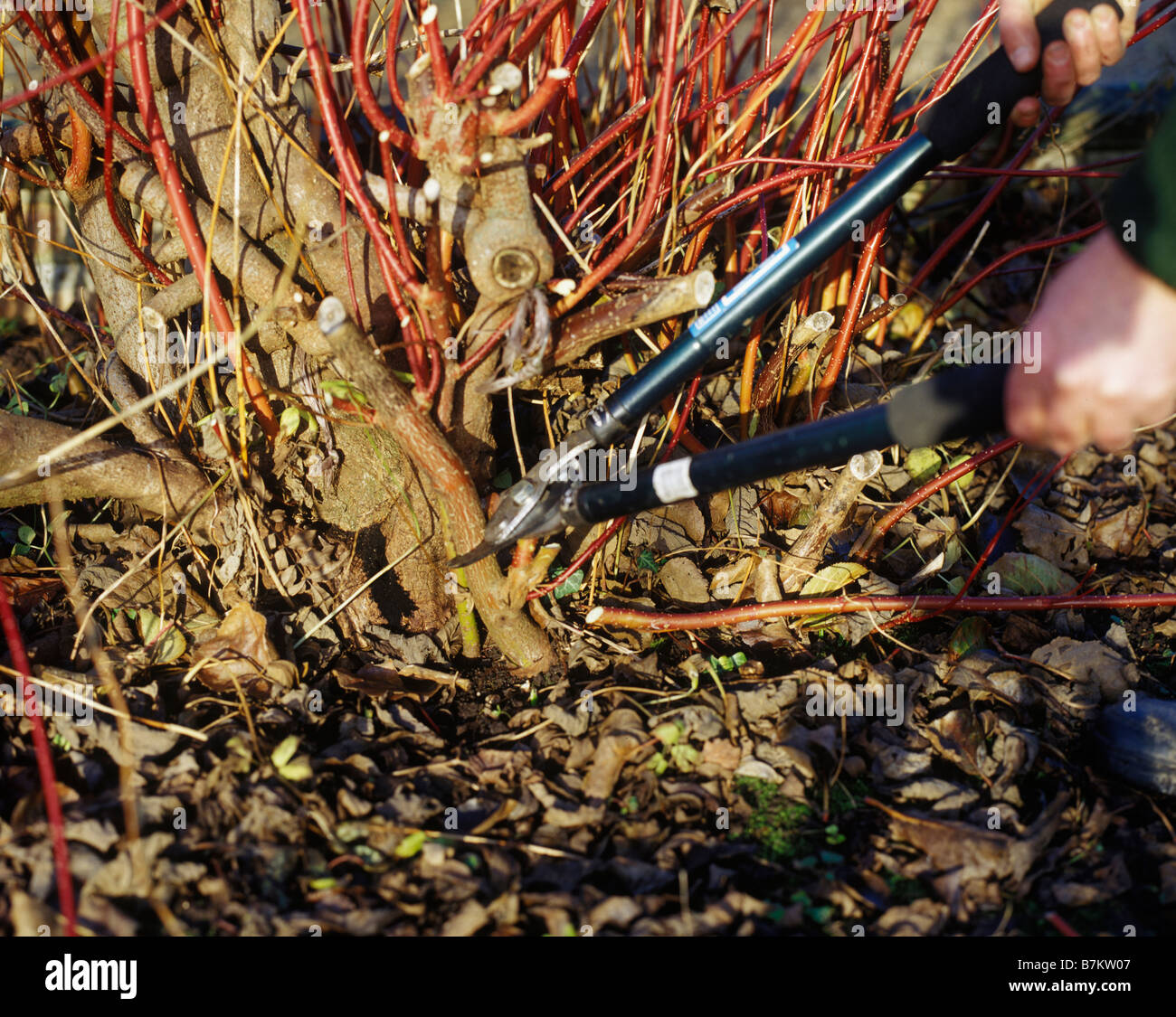 PRUNING SHRUBS USING LONG HANDLED LOPPERS Stock Photo Alamy