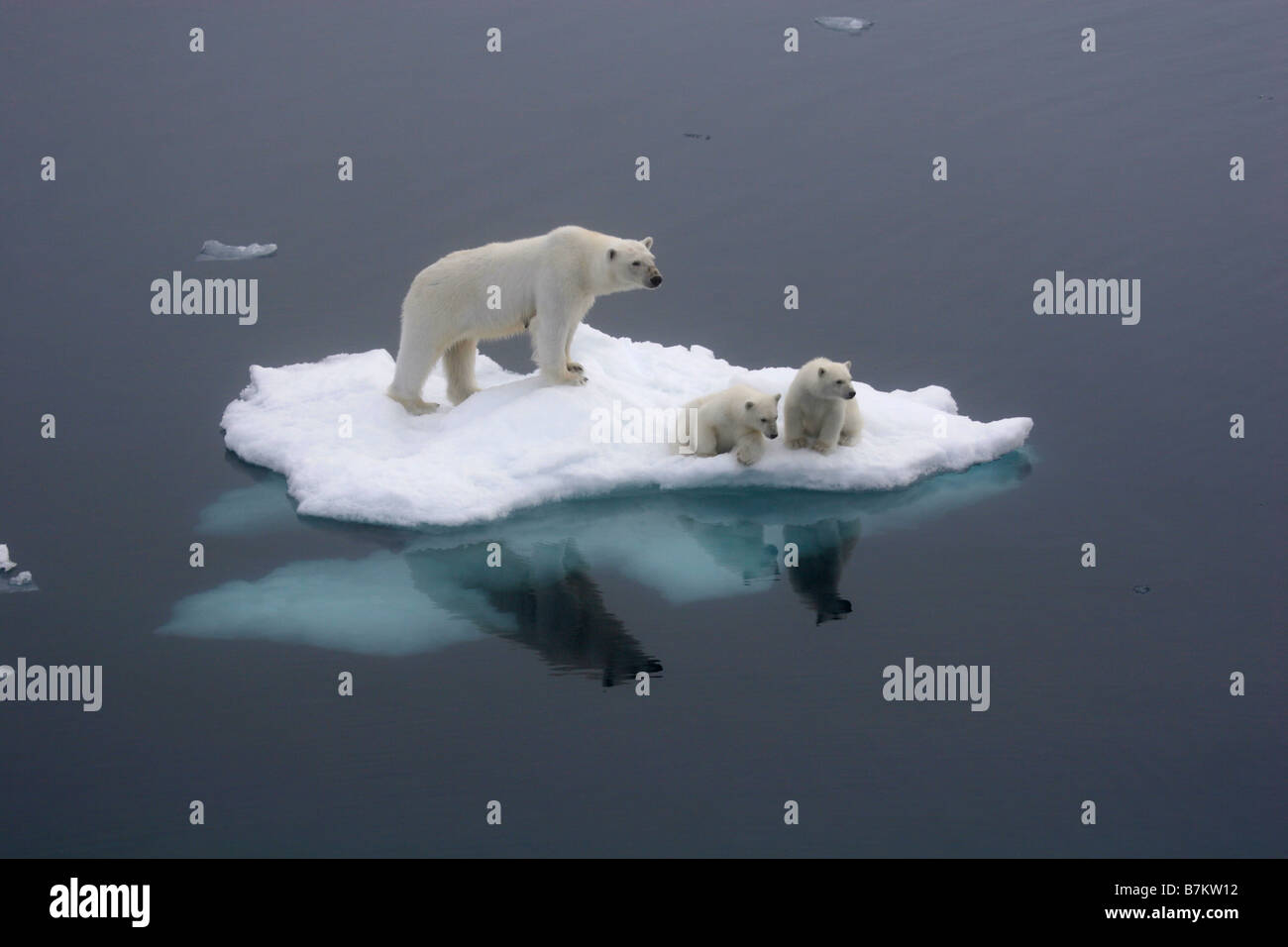 Polar bear and 2 small cubs on small ice floe, looking into the distance.  Ice floe sits on still arctic ocean. Stock Photo