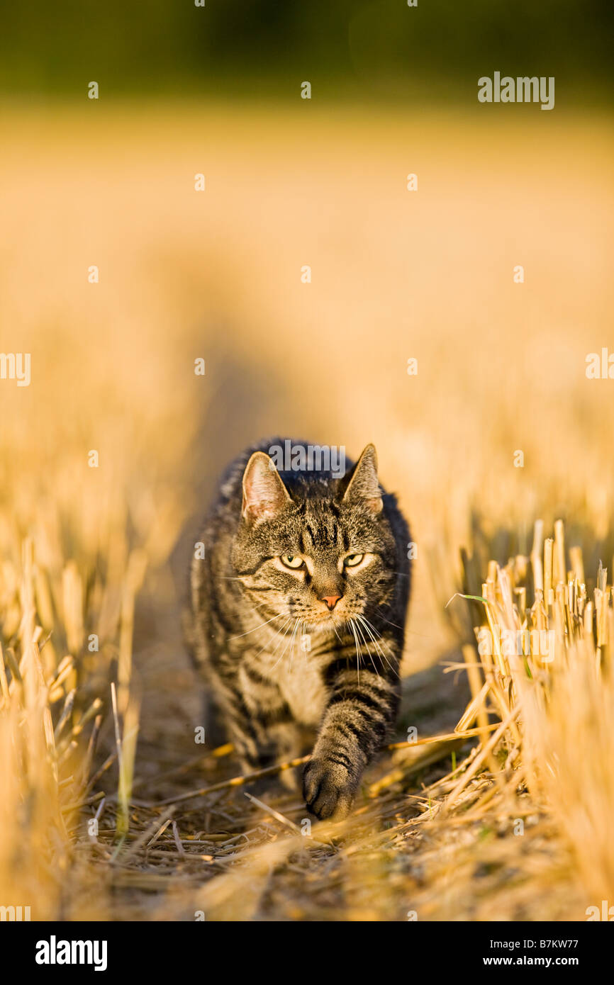 Cat full body hi-res stock photography and images - Alamy