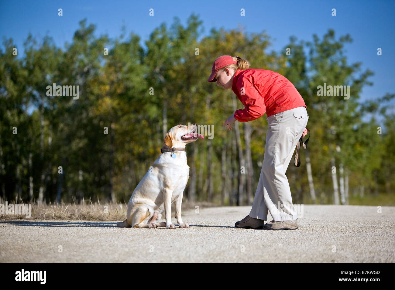 Woman training her dog outside. Stock Photo
