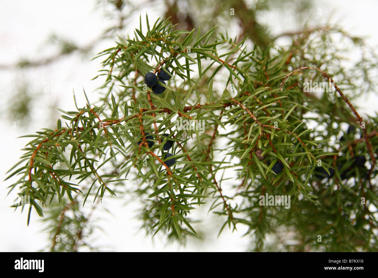 Green juniper branch at winter Stock Photo
