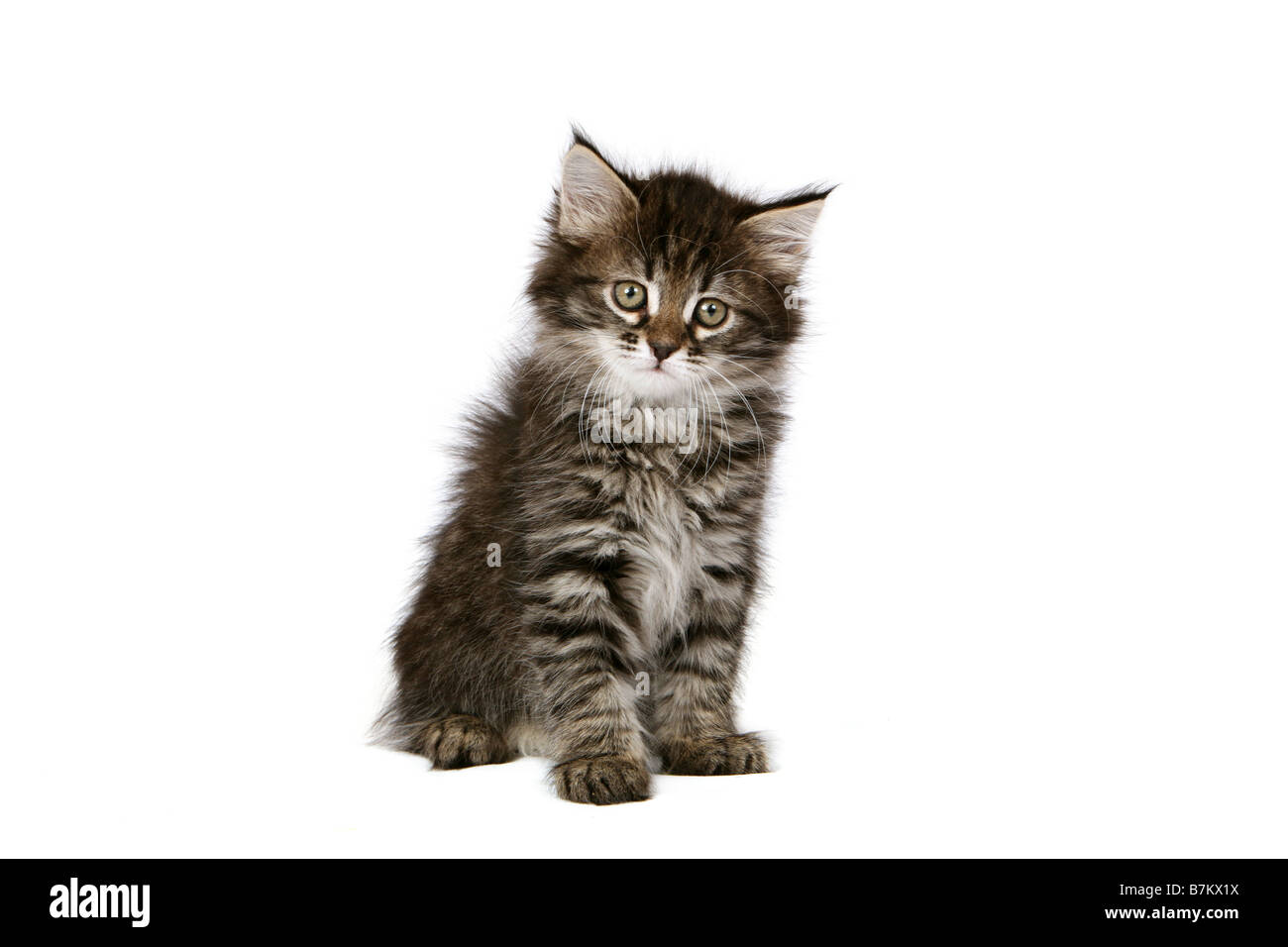 Tabby kitten sitting on white background Stock Photo - Alamy