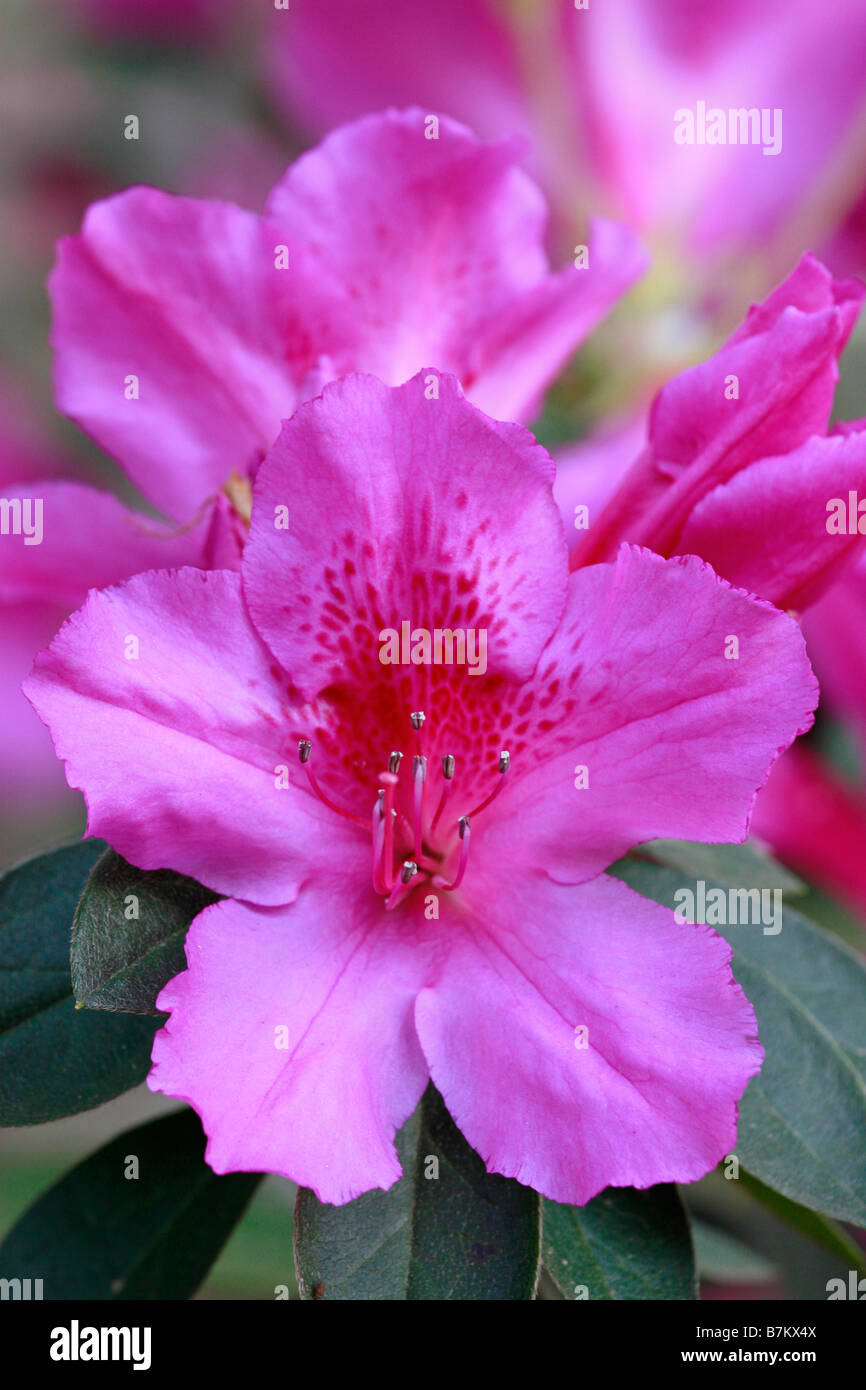 Azalea Flowers Vertical Stock Photo Alamy