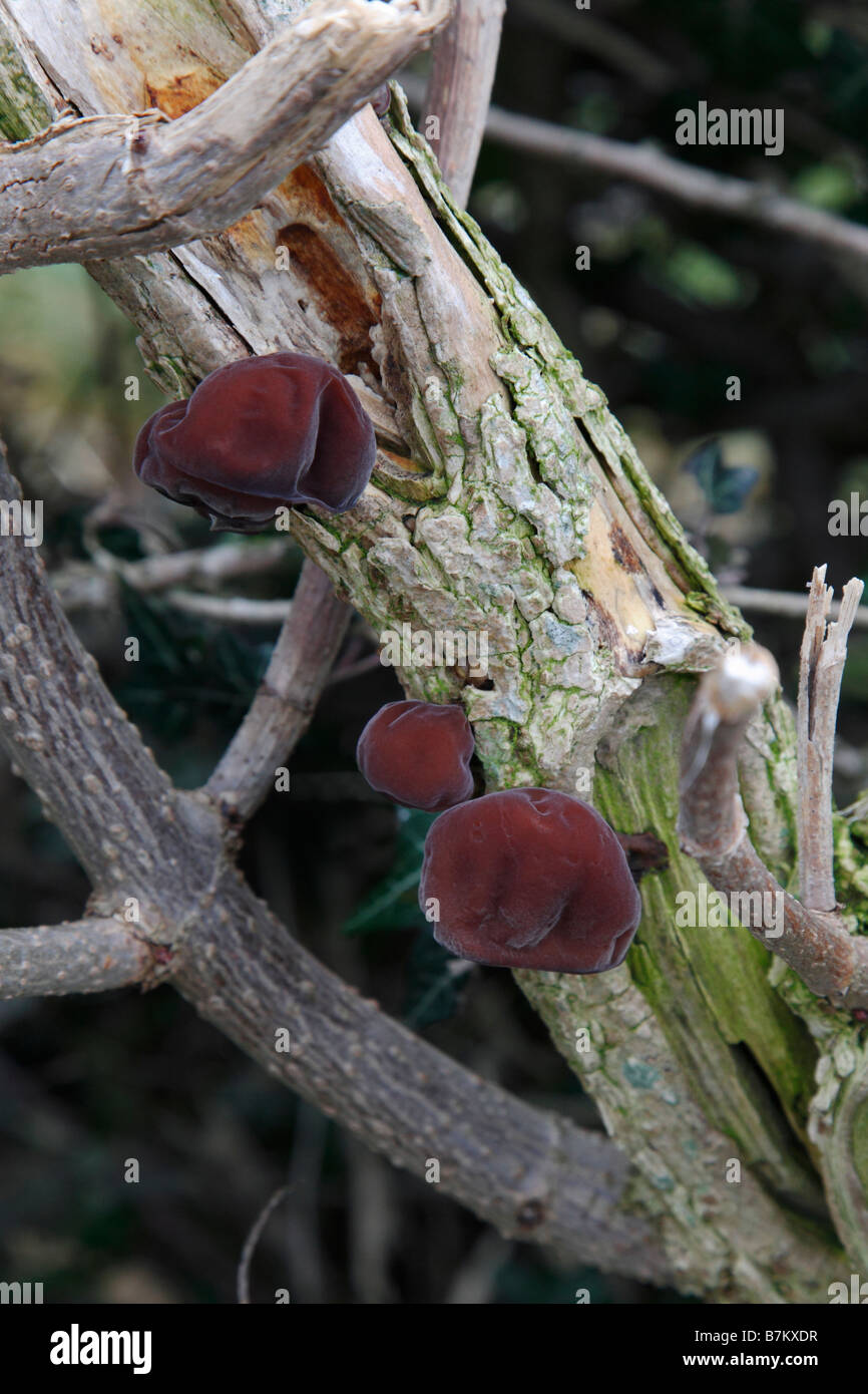 Fungi - Ascocoryne cylichnium - Poisonous.  Photographed in Yorkshire in the United Kingdom in January Stock Photo