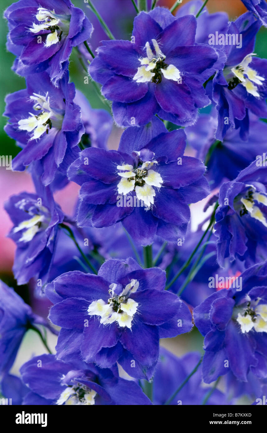 Closeup of the blue flowers of a flowering spike of delphinium. The white part of the flower is called the 'bee'. Stock Photo