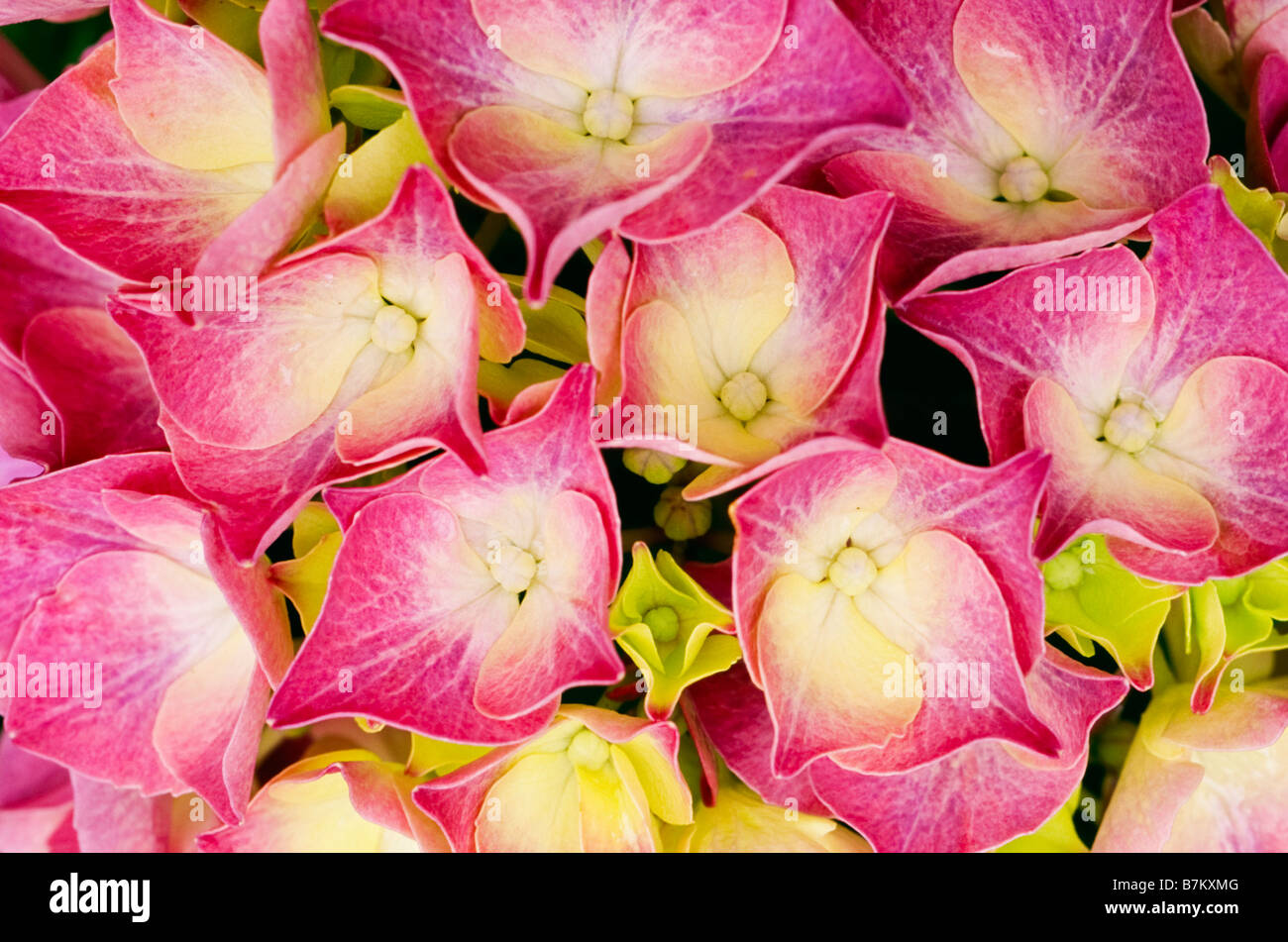 Close-up of Hydrangea 'Forever Pink' flower, a shrub that blooms in mid-summer. Stock Photo