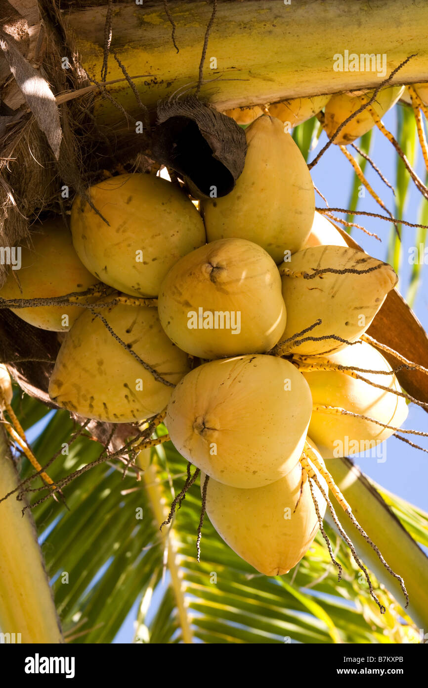 yellow coconuts in a bunch growing on palm tree Stock Photo - Alamy