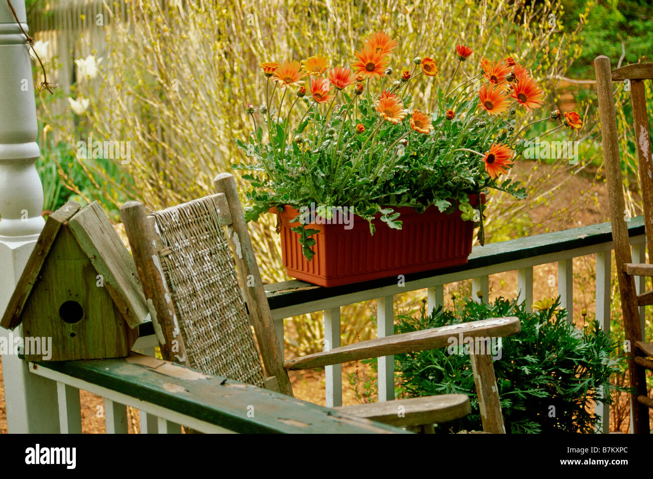 African Daisy (Arctotis x hybrida) growing in a windowbox planter adorns a porch railing in a cottage garden. Stock Photo
