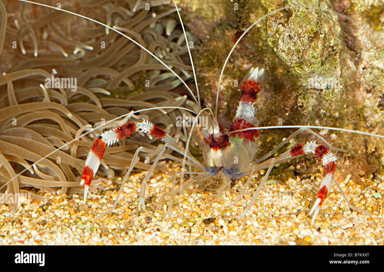 Coral banded shrimp Stenopus hispidus Stock Photo
