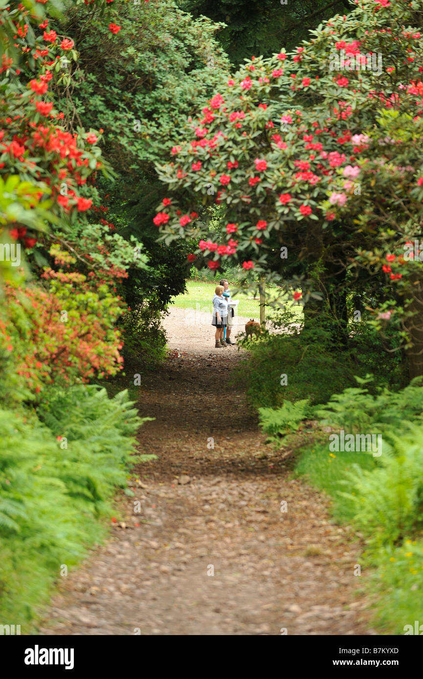 couple walking through rhododendrons in the gardens of Muncaster Castle Stock Photo