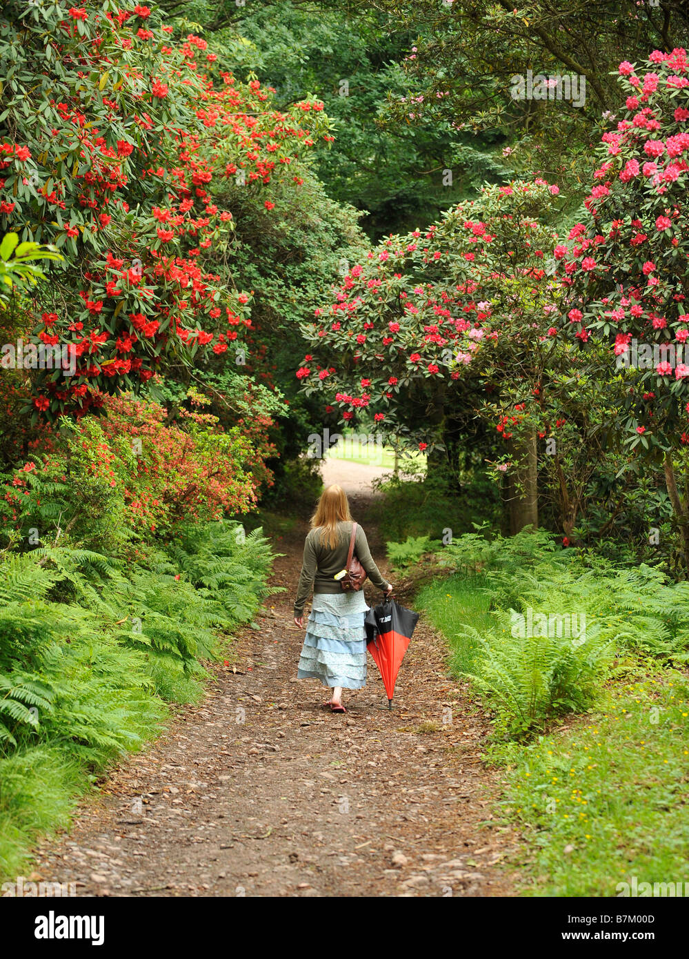 A girl walks through the rhododendrons in the gardens of Muncaster Castle Stock Photo