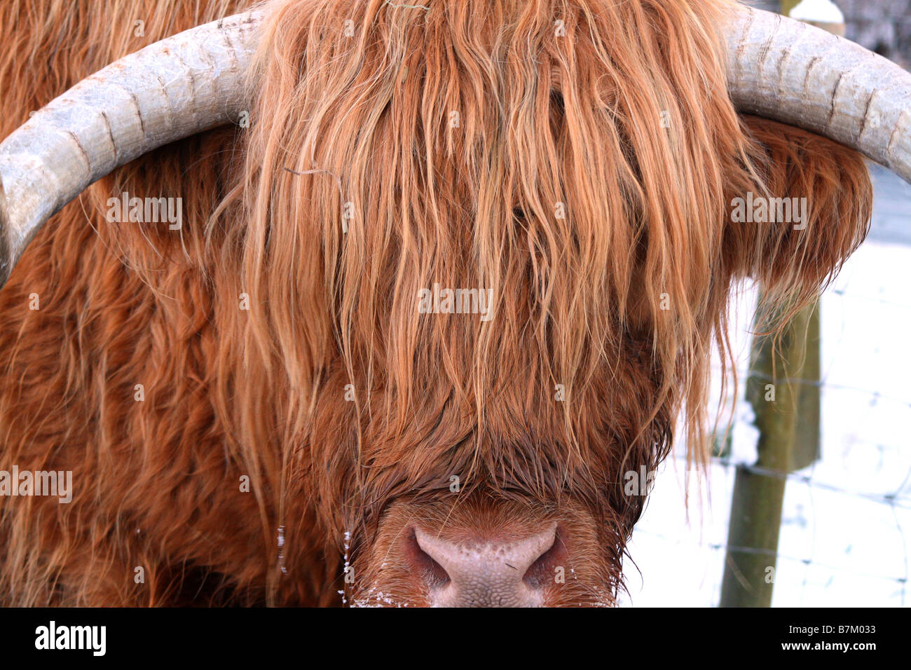 Close up Portrait of a Highland Cow. Stock Photo