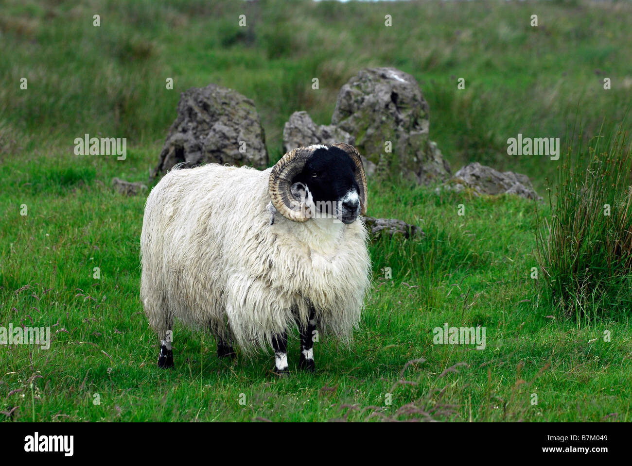 Blackface sheep Stock Photo - Alamy