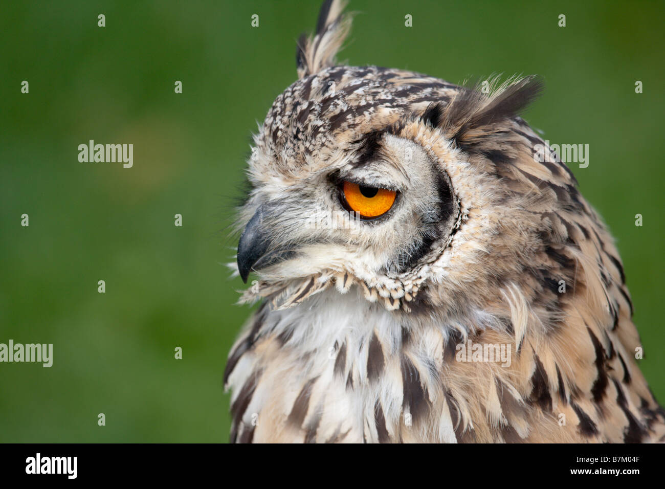 Bengalese Eagle owl with eye half closed Stock Photo