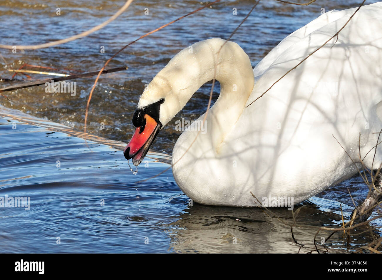 A Mute Swan, Cygnus olor, swimming in a lake. Oklahoma, USA Stock Photo ...