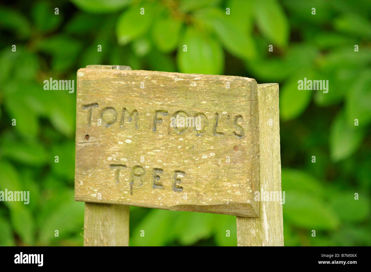 Tom Fools tree at Muncaster Castle Cumbria Stock Photo