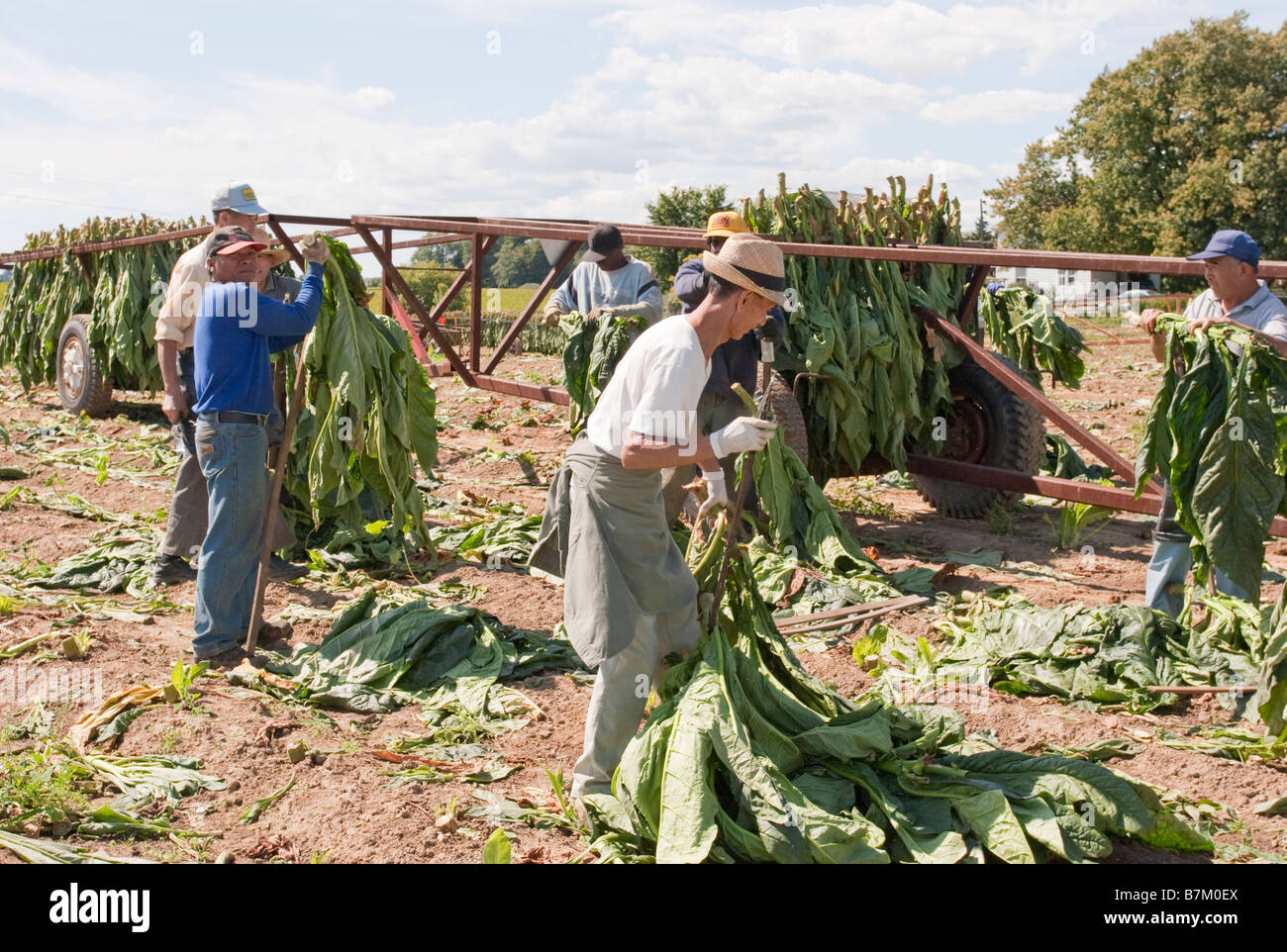 Tobacco farming in Ontario Canada Stock Photo Alamy