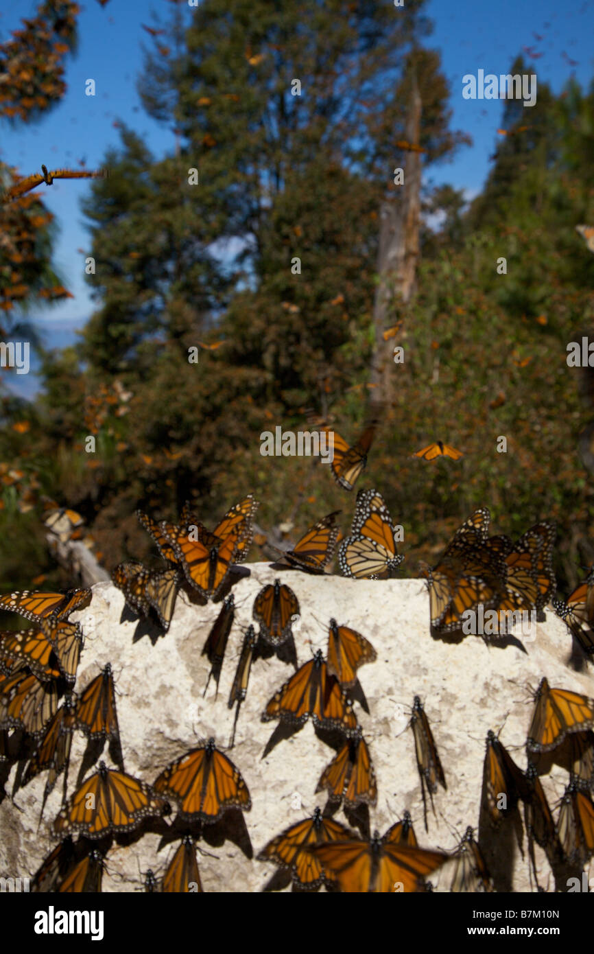 Monarch Butterflies mass along the path in the Sierra Pellon mountain at the Monarch Butterfly Biosphere Reserve Stock Photo