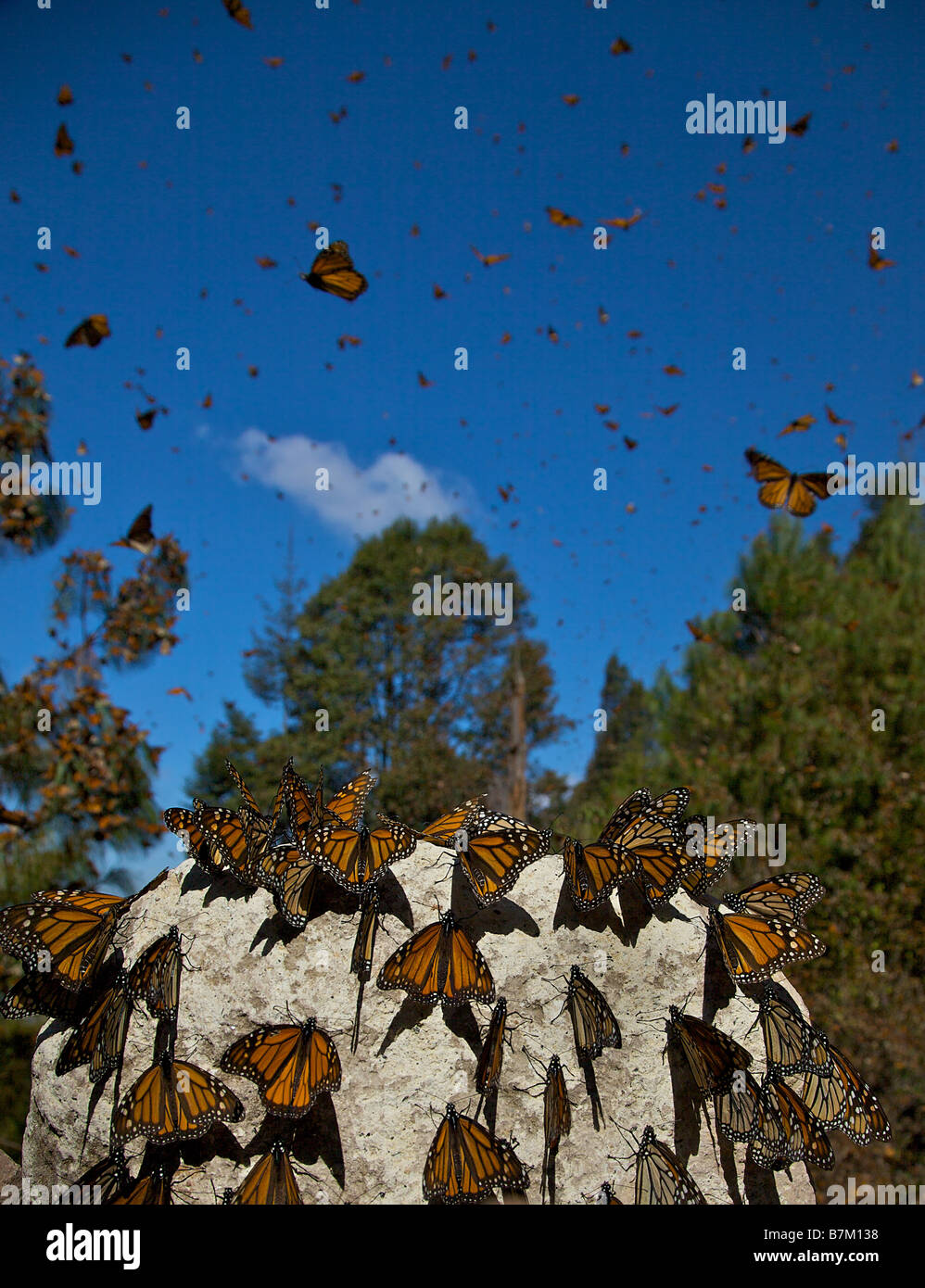 Monarch Butterflies mass along the path in the Sierra Pellon Monarch Butterfly Biosphere Reserve near Angangueo, Michoacan, Mexico. Stock Photo