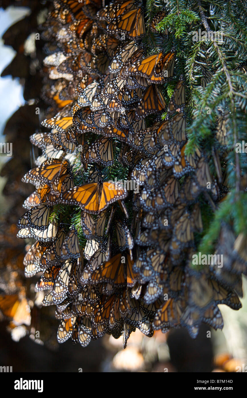 Monarch Butterflies mass on a tree branch in the Cerro Chincua mountain at the Monarch Butterfly Biosphere Reserve Stock Photo