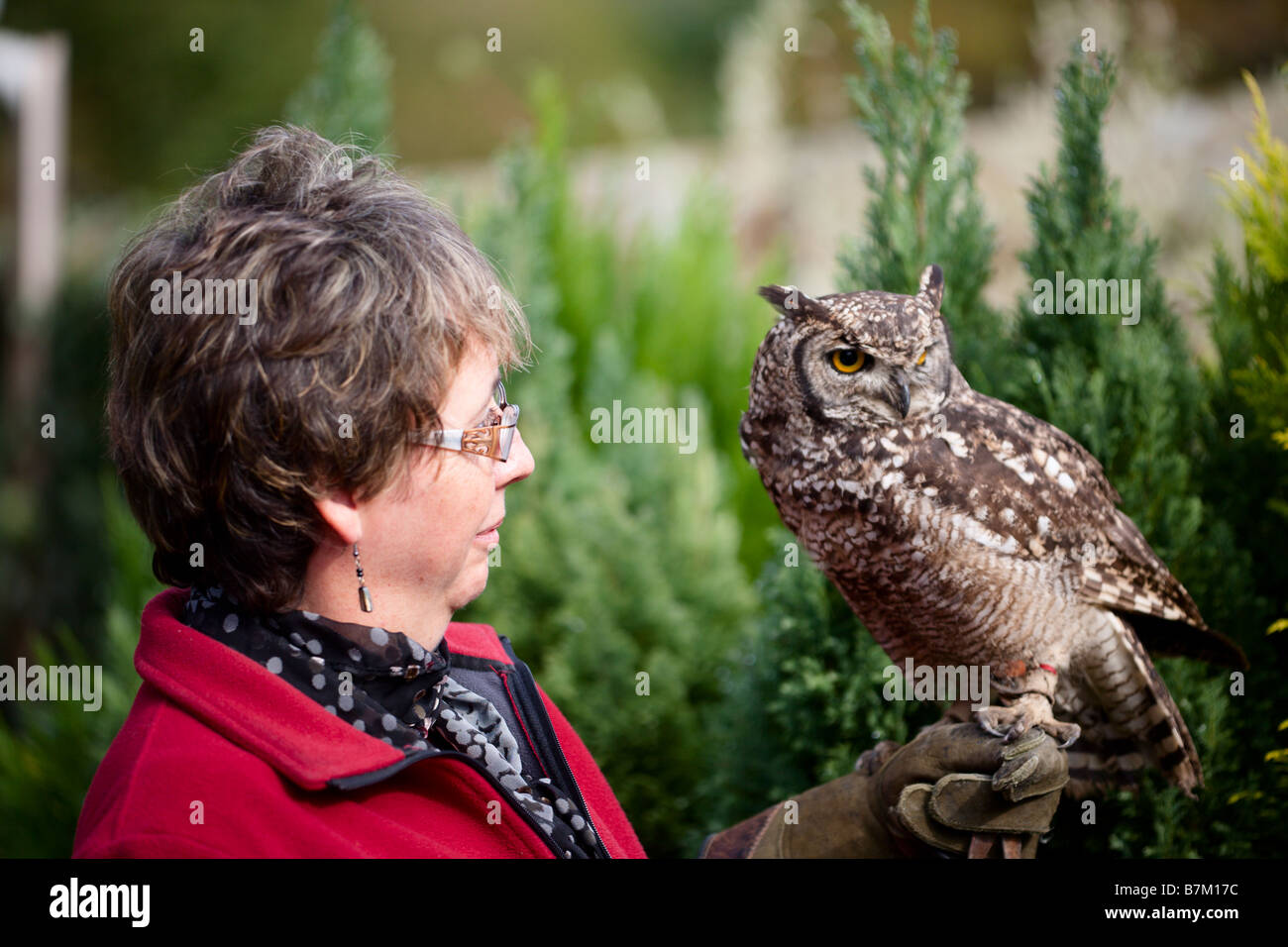 European Eagle Owl with woman handler Stock Photo