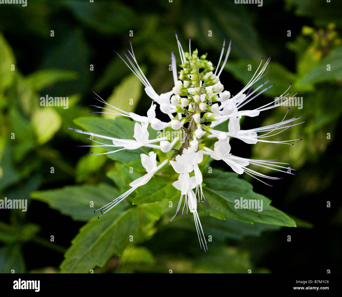 Cat's Whiskers (Orthosiphon stamineus) Stock Photo