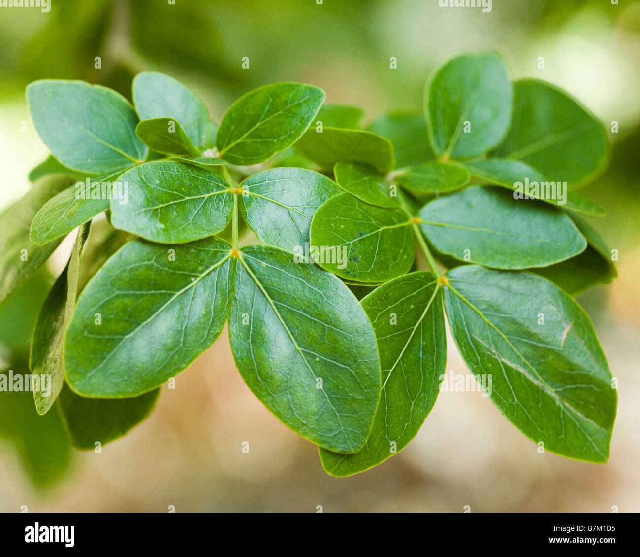 Lignum Vitae leaves (Guaiacum officinale) Stock Photo